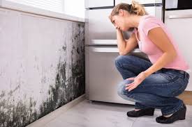 Best Real Estate Mold Inspection  in USA